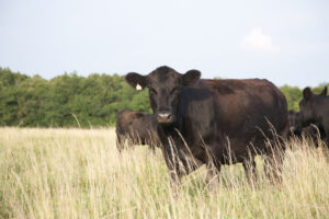 angus cattle in a pasture